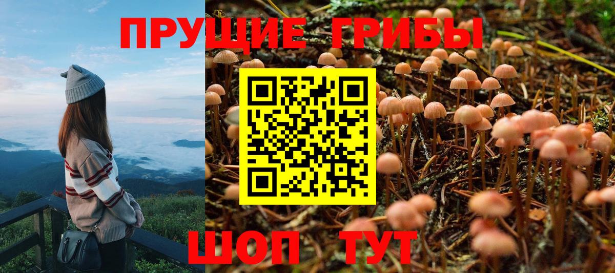 Псилоцибиновые грибы Cubensis Красногорск